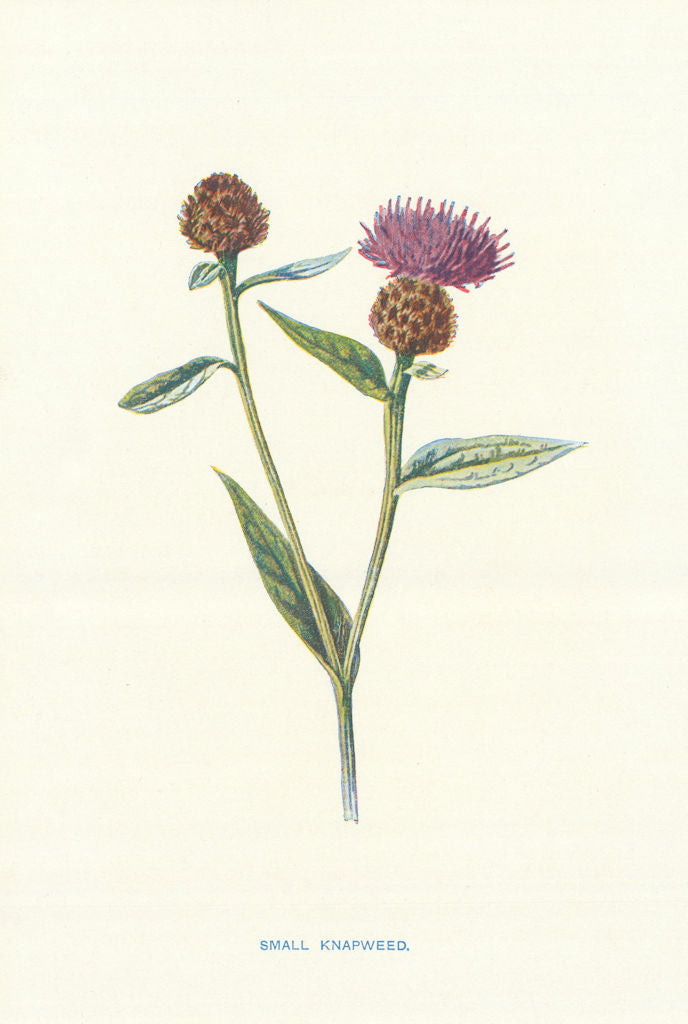 Small Knapweed. Wild Flowers by Frederick Edward Hulme c1895 old antique print